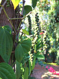 a green pepper vine